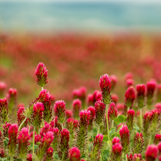 RED CLOVER EXTRACT